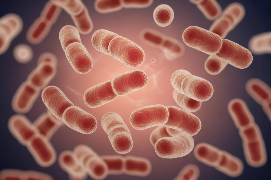 Unlock the Truth About Probiotics and Digestion Benefits – Better ...